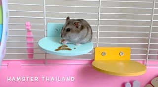 [Hamsterthailand] หนอน อบแห้ง ขนมสำหรับสัตว์เลี้ยง⚠️รบกวนสั่งซื้อขั้นต่ำ 50 บาท รวมกับอย่างอื่นได้⚠️