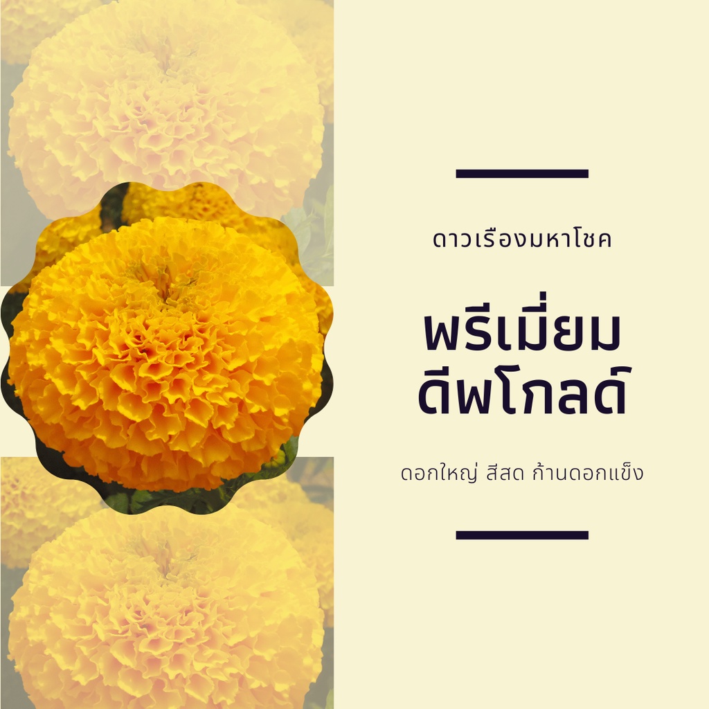100 เมล็ด -เมล็ดพันธุ์ดาวเรืองมหาโชค พรีเมี่ยมดิฟโกลด์ สีส้มทอง อัตรางอก 85%: ร้าน dddOrchids