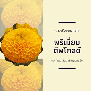 500 เมล็ด -เมล็ดพันธุ์ ดาวเรืองมหาโชค พรีเมี่ยมดีพโกลด์ ดอกสีส้มทอง (ทองเข้ม) ดาวเรืองตัดดอก ดอกใหญ่ ก้านยาว