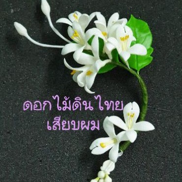 จรหูดอกปีบดอกไม้ดินไทย