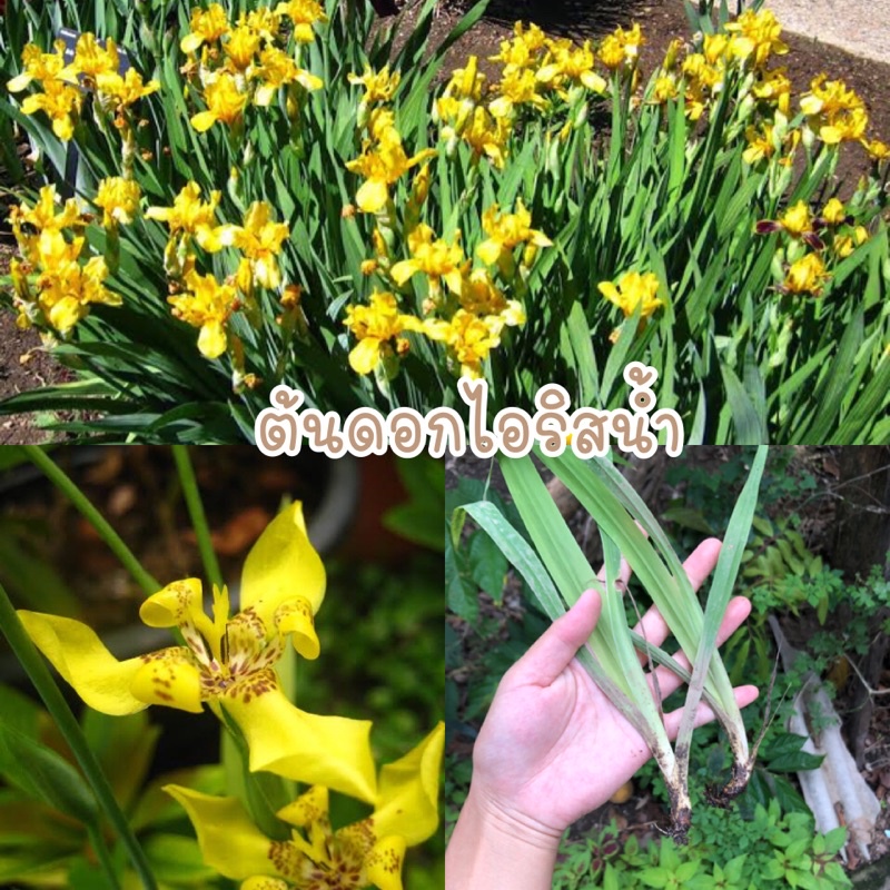 ต้นดอกไอริสน้ำ (สีเหลือง) ต้นละ10บาท ออเดอร์ละ 5 ต้น