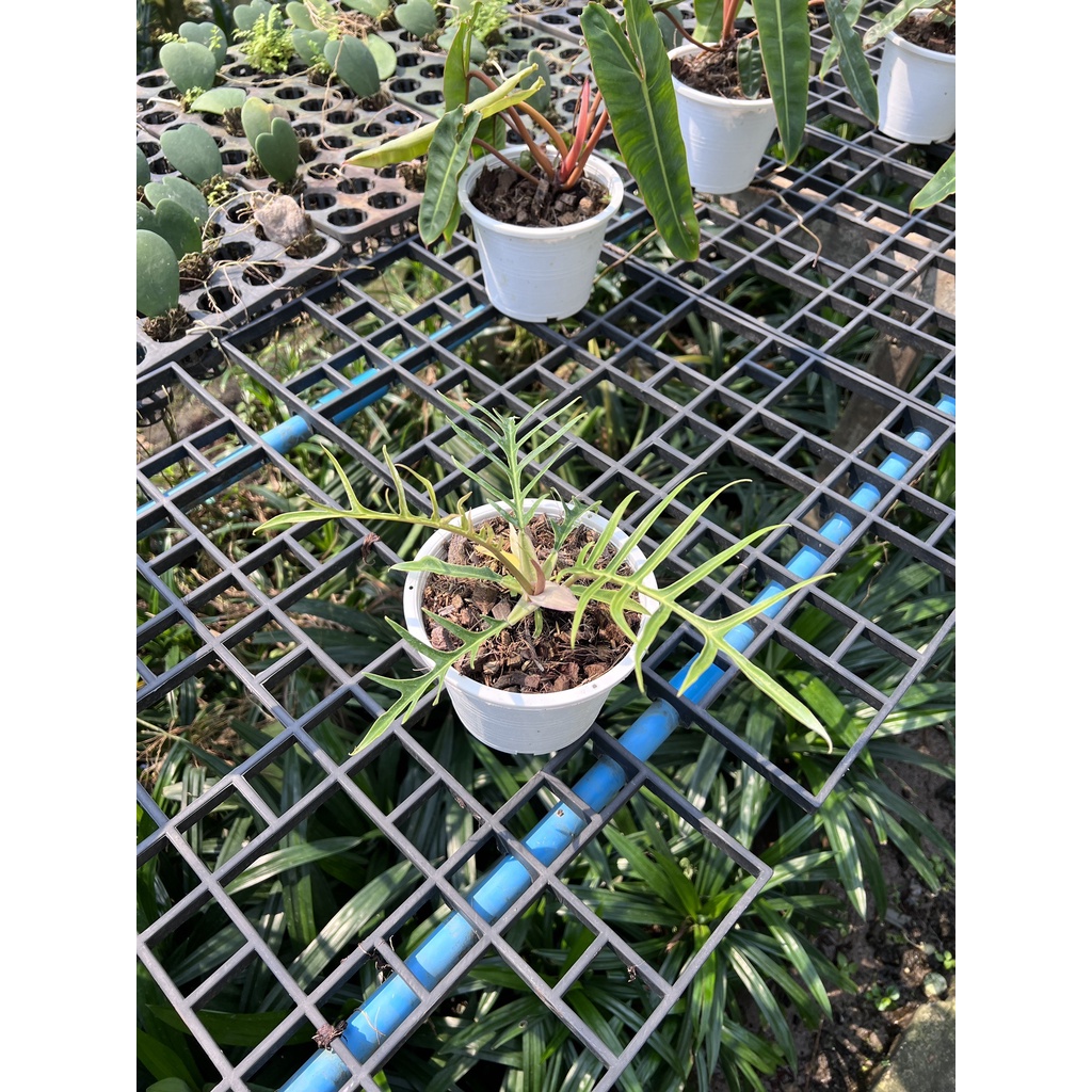 มุมมอง 4