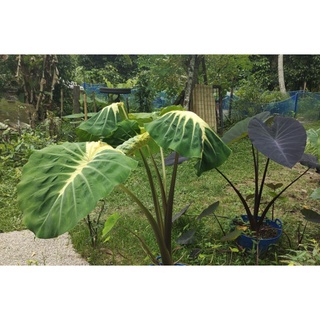 โคโลคาเซีย แนนซี่ (Colocasia Nancy Revenge)