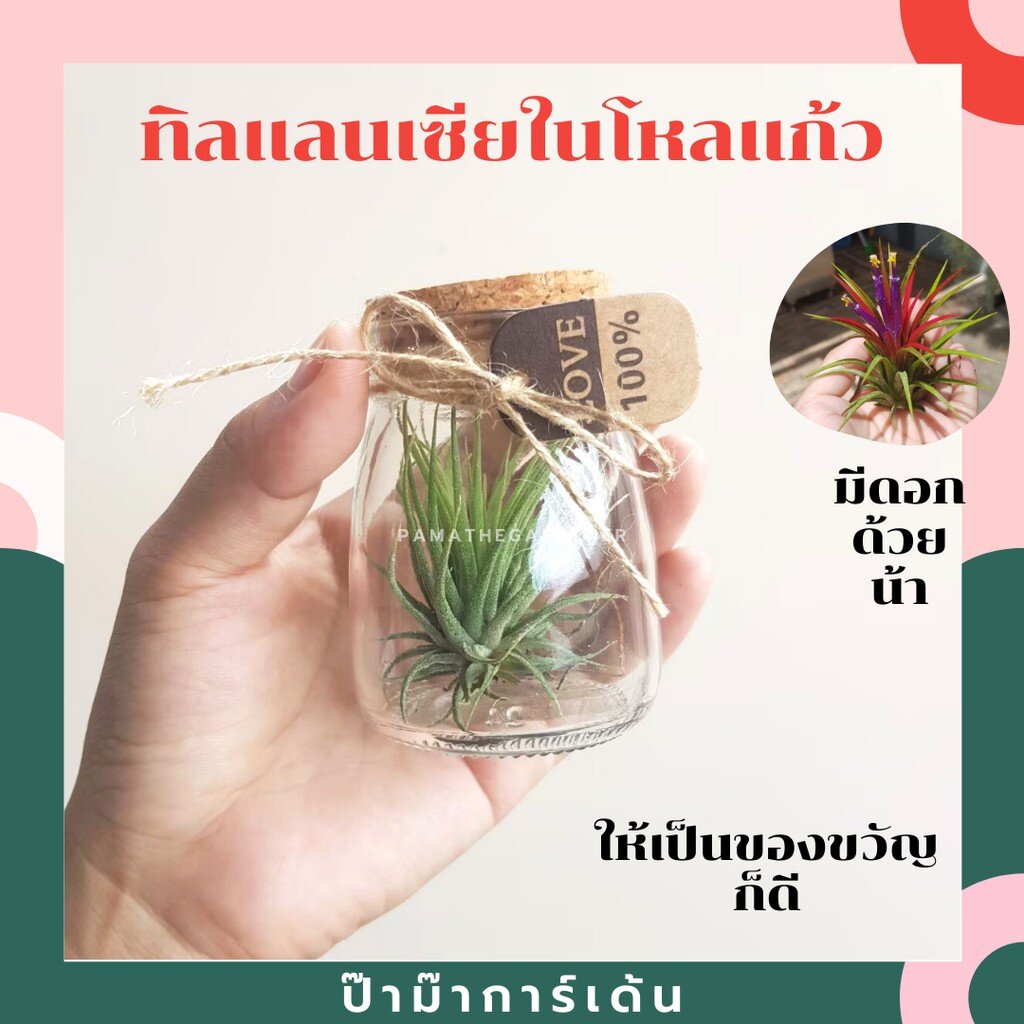 ทิลแลนเซียจิ๋วในโหลแก้วฝาไม้คอร์ก