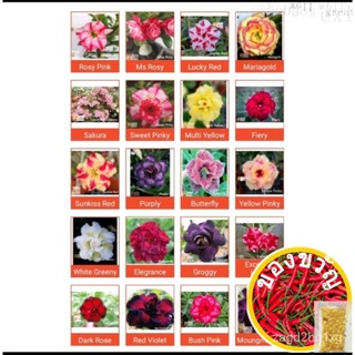 50 seeds Random selection) adenium seeds เมล็ดดอกไม้ที่อุดมไปด้วย Desert seeds เมล็ดกุหลาบทะเลทราย seeds seeds seeds U3C