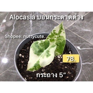 บอนกระดาดด่าง Alocasia macorrhizos Varigata (อัพเดทรูปก่อนส่งในแชตค่ะ)ไม้คัดพิเศษ🌿ด่างทุกใบ