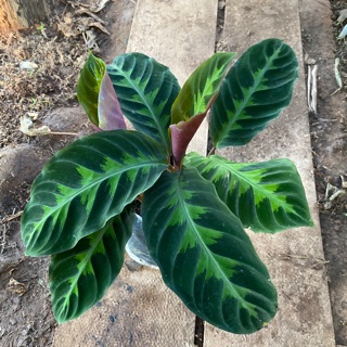 คล้ารุ่คล้ารุ่งโรจน์, วอร์สซีวิกอาย, โรสคาลาเทีย 🌿 Rose Calathea