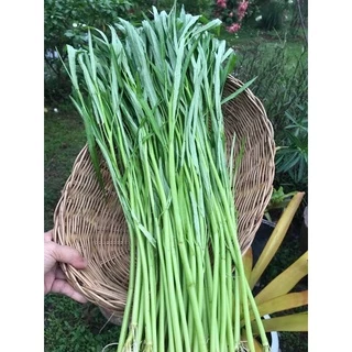 เมล็ดพันธุ์ ผักบุ้งจีน ผักสวนครัว 20 กรัม [10 แถม 1 คละได้]