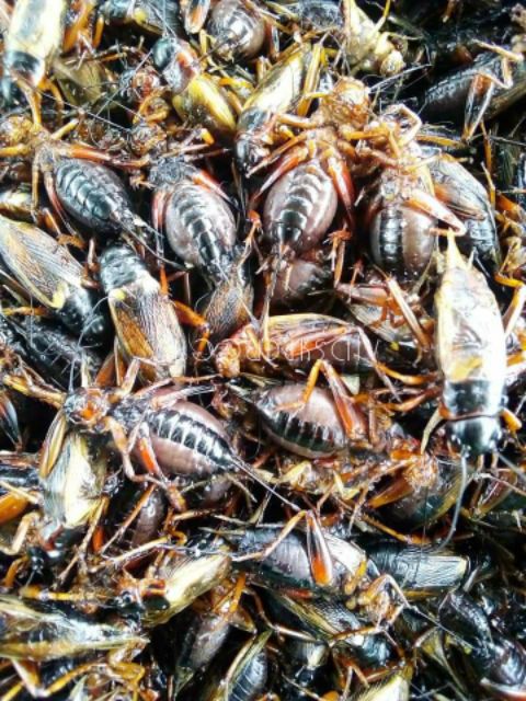 รูปภาพ 2