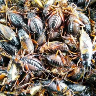 จิ้งหรีดไข่ ตัวใหญ่ๆไข่แน่นๆน้ำหนัก1กิโลกรัมและ500กรัม