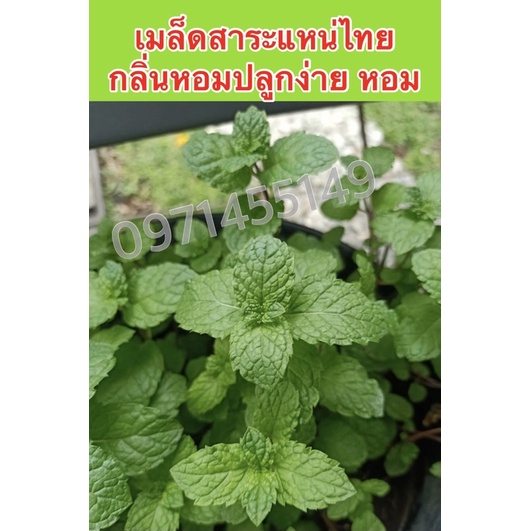 เมล็ดสาระแหน่ไทยกลิ่นหอมมากๆๆๆใบใหญ่ ปลูกง่ายชอบแดด300+++เมล็ด