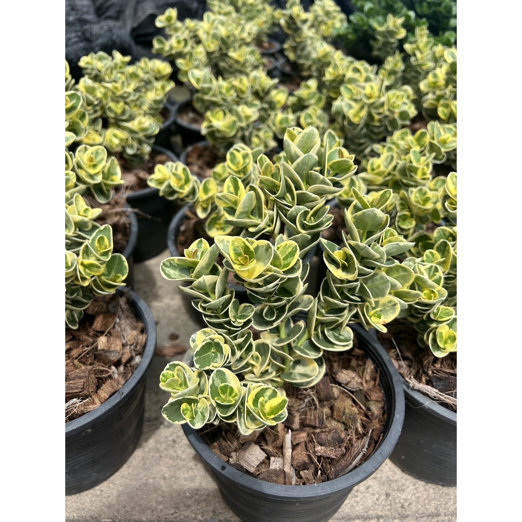 มุมมอง 4