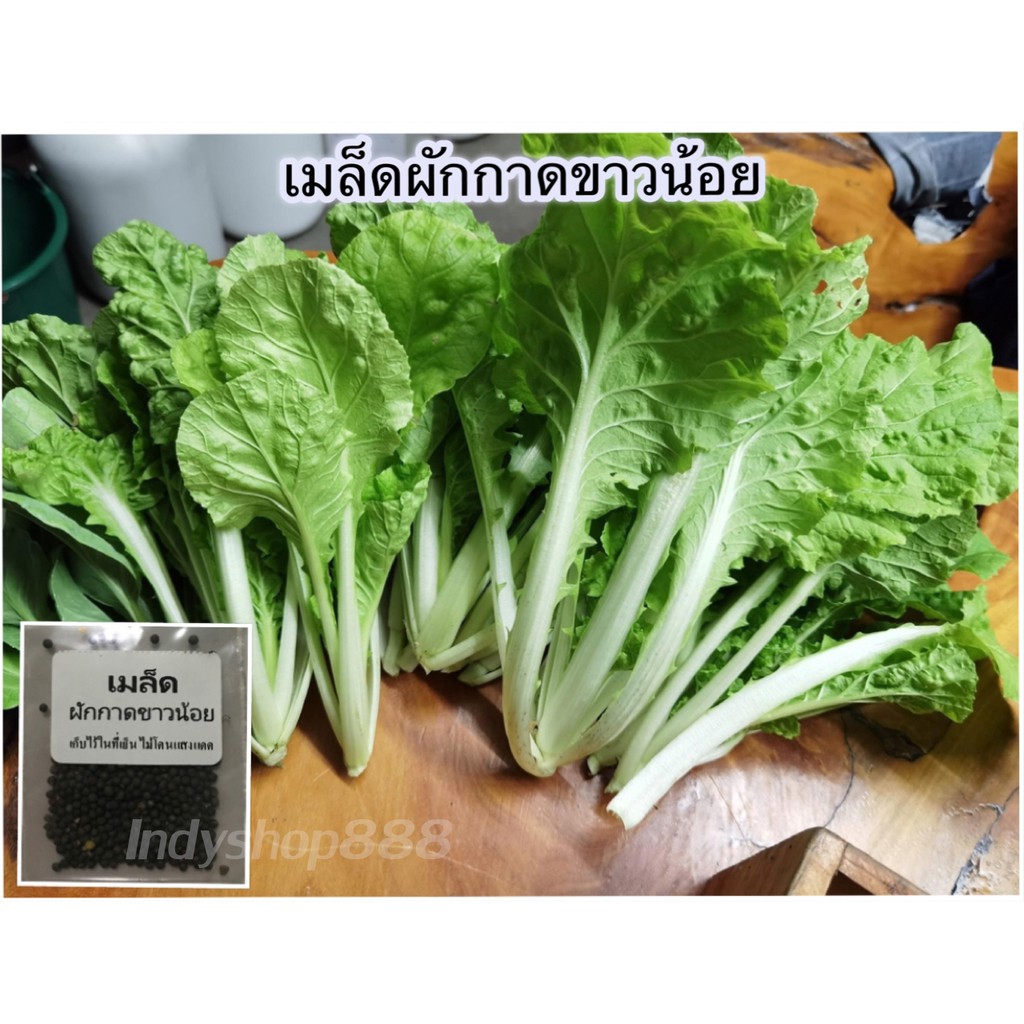 เมล็ดพันธุ์ ผักกาดขาวน้อย 300-500 เมล็ด คัดพิเศษ ปลูกง่ายโตเร็ว ผลผลิตสูง [10 เเถม 1 คละได้ ]