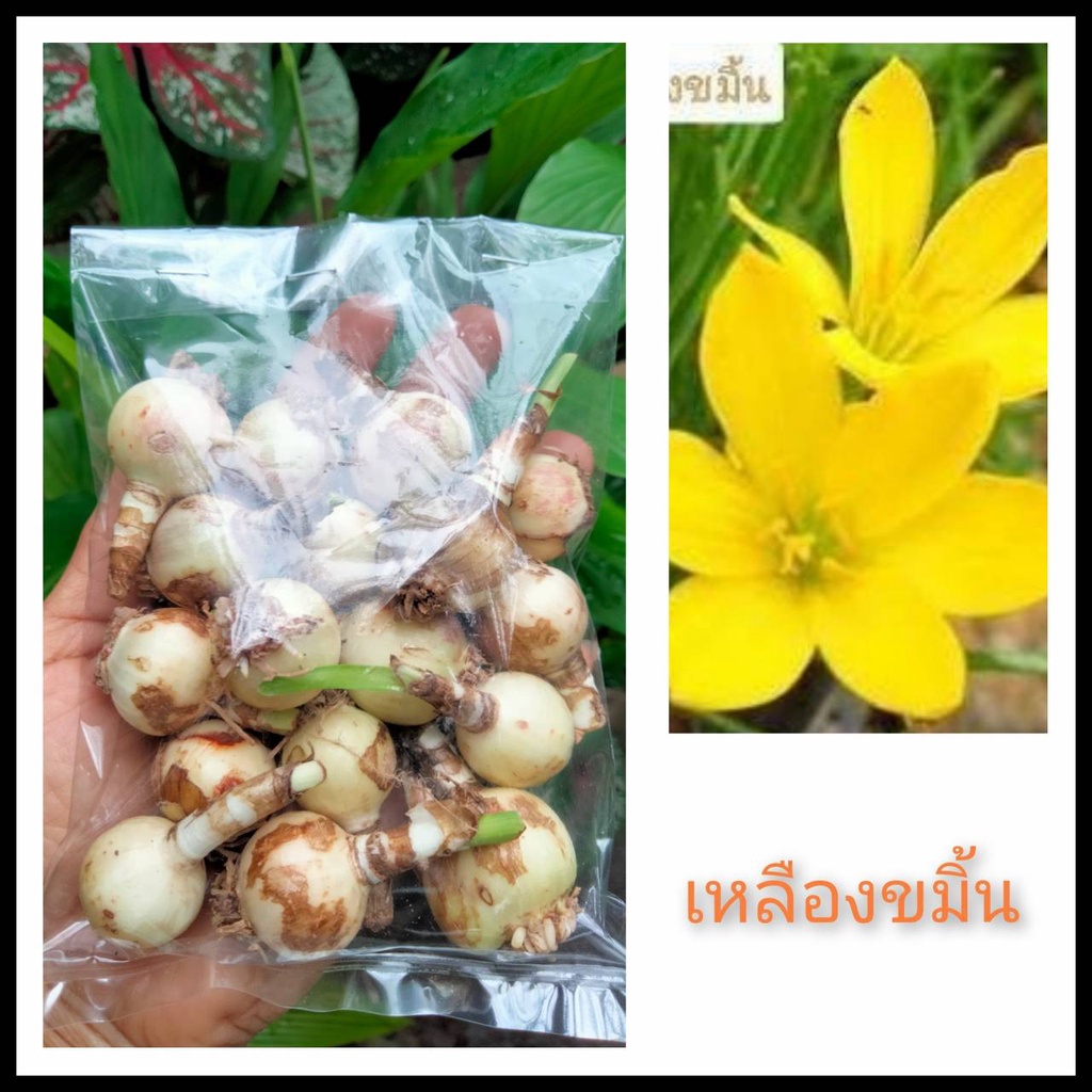 บัวดินเหลืองขมิ้น.บัวดินสีเหลือง. สีเหลืองอ่อนๆหวานน่ารัก เหมาะปลูกในกระถางหรือลงแปลง
