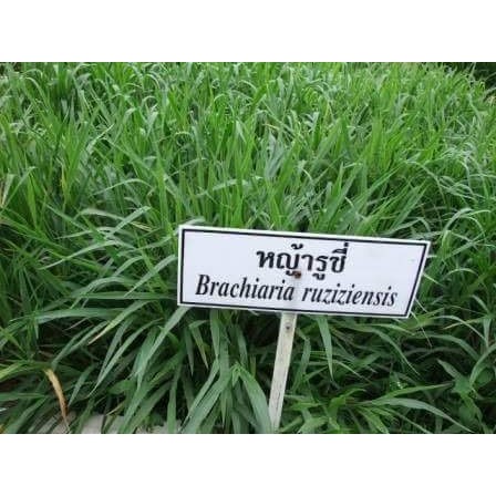 เมล็ดพันธุ์หญ้ารูซี่ หญ้าวัว เมล็ดพันธุ์หญ้า อัตราการงอกดี100% เมล็ดเต็ม เมล็ดปีนี้ สดใหม่ไม่ค้างสต๊อก