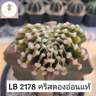 ไม้กราฟ LB 2178  13พู (ต้นแม่ 16พู) ส่งแบบถอดราก ตัดราก