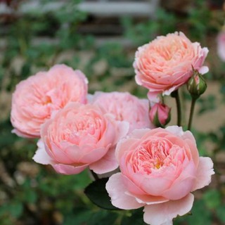 เมล็ดพันธุ์ กุหลาบ พันธุ์ The Alnwick Rose Seeds ดอกใหญ่ นำเข้าจากต่างประเทศ 30 เมล็ด