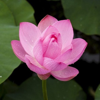 2 เมล็ด เมล็ดบัว สีชมพู ดอกใหญ่ นำเข้า บัวนอก สายพันธุ์เมล็ดบัว Lotus seeds