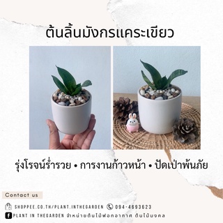 ต้นลิ้นมังกรแคระเขียว 🌳 ปัดเป่าพ้นภัย ร่ำรวยรุ่งโรจน์ 💰💸 (ราคาพร้อมกระถางเซรามิก+จานรองครบเซต)