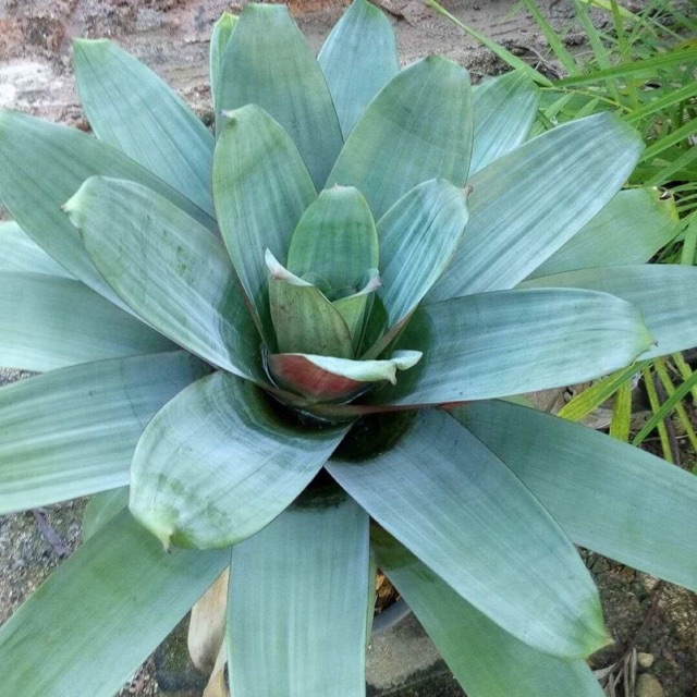 ขายหน่อต้นสับปะรดสี-จักรพรรดิ#bromeliad Alcantarea Imperialis # ต้นไม้สวยงาม# ไม้ประดับ# ตกแต่งสวน# ปลูกตกแต่งบ้านห