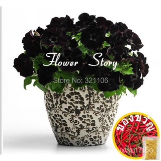 Free Shipping 200 petunia seeds --Black Velvet Petunia ,rare variety, hardy ,lasting balcony, yard flower花园/母婴/向日葵/木瓜/头饰