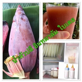 หัวปลี สด ปลอดสาร(Banana Blossom)(พร้อมส่ง )#ช่วยเพิ่ม น้ำนม เหมาะสำหรับ คุณแม่หลังคลอด # ลด น้ำตาลในเลือด # เพื่อสุขภาพ