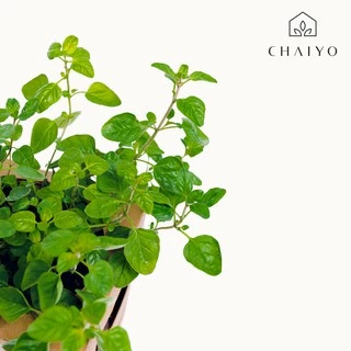 ต้นออริกาโน ออร์แกนิค Organic Oregano กระถาง 4 นิ้ว และ 6 นิ้ว