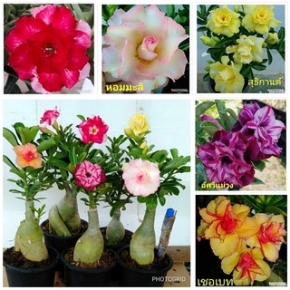 12 เมล็ด เมล็ดพันธุ์ ชวนชม สายพันธุ์ฮอลแลนด์ คละสี Adenium Seeds