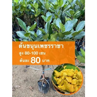 ต้นขนุนเพชรราชา ต้นละ 80 บาท (ชุด 10 ต้น)