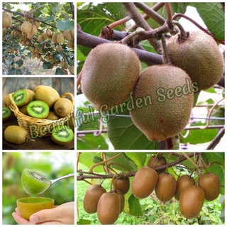 เมล็ดพันธุ์ กีวี่ (KIWI Fruit Seeds) พันธุ์ไม้หายาก ต้นผลไม้ ต้นไม้แคระ (แต่ละแพ็คมี 300 เมล็ด - Seeds for planting)