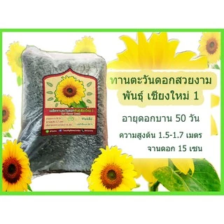 เมล็ดดอกทานตะวันดอกใหญ่ ปลูกดอกสวยงาม สายพันธุ์เชียงใหม่1 ขายเป็นกิโลกรัม