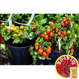 Chinese Potted Cherry Red Small Tomato Variety Vegetable Seedsbuy 1 take 1， 50 seeds (not  plants)。裙子/花园/鲜花/芹菜/香菜/通心菜/se