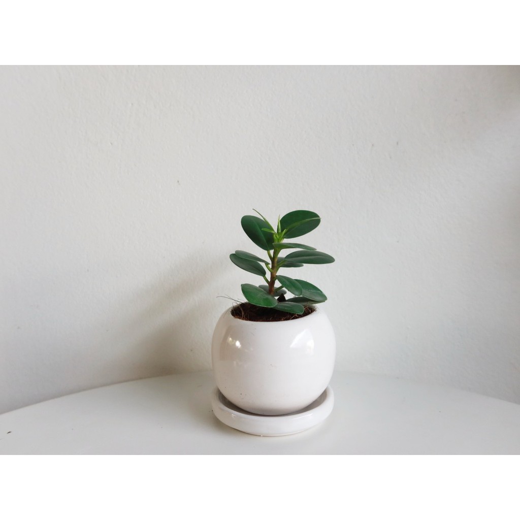 มุมมอง 6