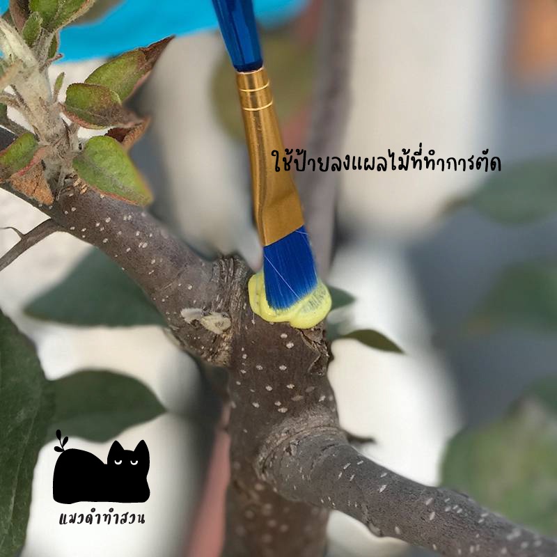 ยาทาแผลต้นไม้ ฟรีพู่กัน ขนาด 100 กรัม ป้องกันการติดเชื้อ ผสานแผลได้เร็วขึ้น ใช้ได้กับต้นไม้ทุกชนิด ราคา ถูกที่สุด ดีลบีเคเค แกลเลอรีภาพที่ 4