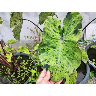 บอน บอนโมจิโต้ Colocasia Mojito โคโลคาเซีย โมจิโต้ สายพันธุ์แท้ ชำเอง ตัดสด ทุกวัน บอนด่าง ใบสีเขียว ใบลายสีดำตัด สวยดุ