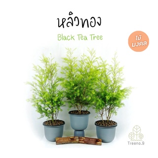 Treeno.9 T401 หลิวทอง (Black Tea Tree) ถุง 8  นิ้ว สูง 80-100 cm ต้นไม้มงคล สีทอง พุ่มใหญ่ ทรงสวย ปลูกประดับบ้าน