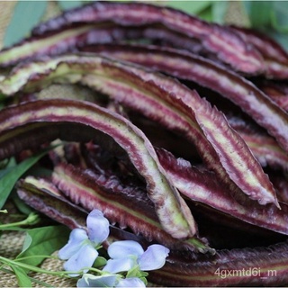 (ผู้ค้าส่งเมล็ดพันธุ์) เมล็ดพันธุ์ถั่วพูยักษ์ สีม่วงฝักใหญ่5 เมล็ดงอกง่าย ☘️โตไว☘️พุ่มใหญ่ทานอร่อยผลโตเมล็ดพันธุ์เมล็ดพั