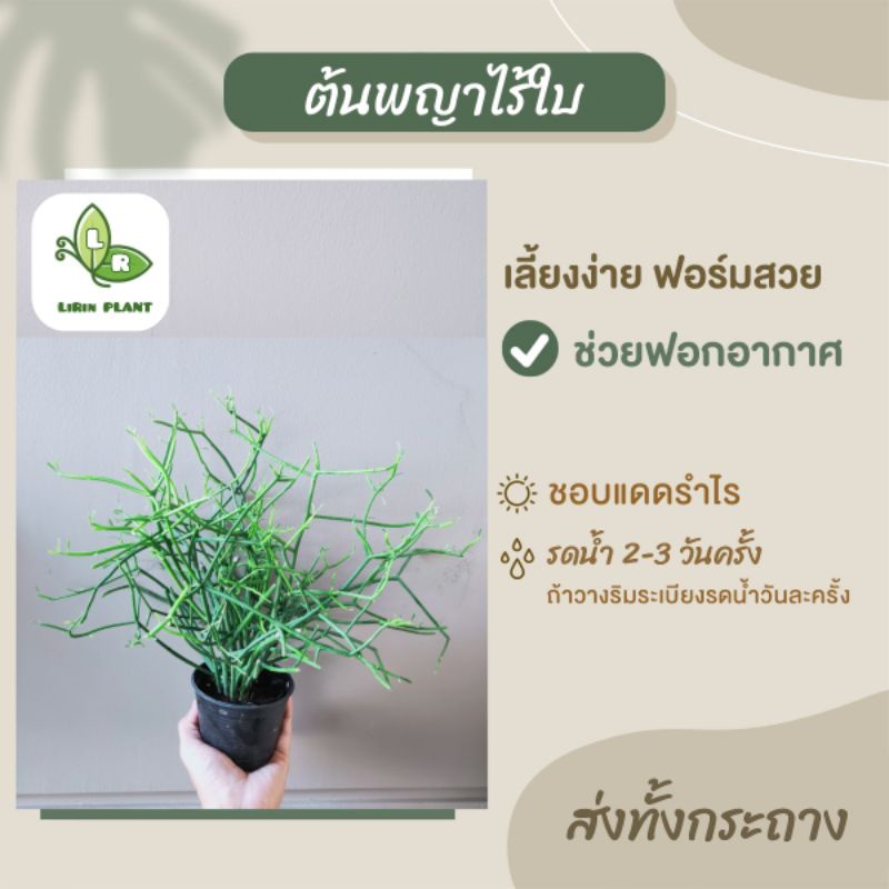 🪴ต้นพญาไร้ใบ ไม้ฟอกอากาศ ไม้ประดับ ฟอร์มกอ (จัดส่งพร้อมกระถาง)