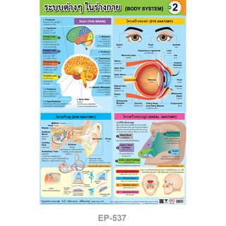 โปสเตอร์ 4 ระบบในร่างกาย ชุดที่ 2 #EP-537 โปสเตอร์พลาสติก PP โปสเตอร์สื่อการเรียนการสอน สื่อการเรียนรู้