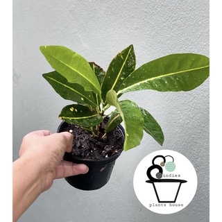 โกสน Codiaeum variegatum