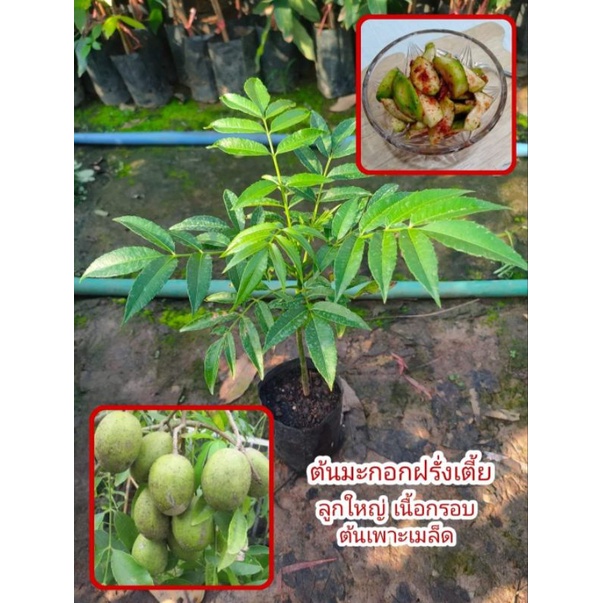 ต้นมะกอกฝรั่งเตี้ย ลูกดก เนื้อกรอบอร่อย (ชุด 2 ต้น)
