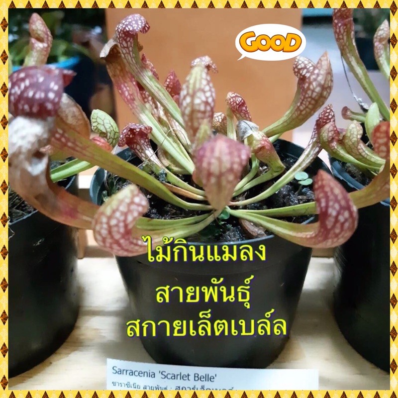 My Image 3