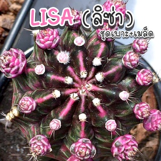 ชุดเพาะเมล็ด 🌸LISA (ลิซ่า) X ยิมโนด่าง 🌸🌵กระบองเพชร/แคคตัส 🌵