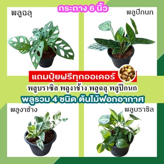 💥แถมปุ๋ยฟรี💥  พลูรวม 4 ชนิด กระถาง 6 นิ้ว พลูปีกนก พลูฉลุ พลูงาช้าง พลูบราซิล ต้นไม้ฟอกอากาศ ต้นไม้ในร่ม ต้นไม้ประดับ