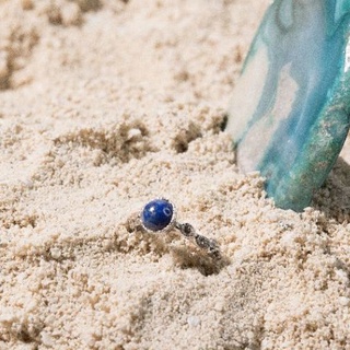 Walrus Ring : Lapis Lazuri