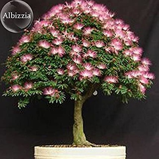 ต้นทิ้งถ่อน บอนไซแคระ albizia 10 เมล็ด นำเข้าอังกฤษ