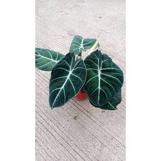 อโลคาเซีย แบลคเวลเวท  Alocasia Black Velvet กระถาง4นิ้ว   299  บาท