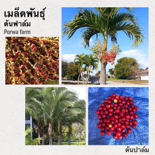 ต้นปาล์ม เมล็ดพันธุ์ต้นปาล์ม ไม้ประดับ แต่งบ้านและสวน