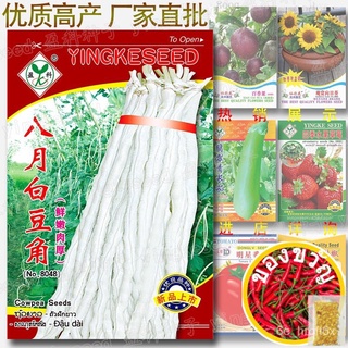 สิงหาคม白豆角 เมล็ด ประมาณ50เม็ด Vegetable seeds Biji 50+/- seedsมักกะโรนี/ทานตะวัน/​​กระโปรง/เมล็ดพืช/สร้อยข้อมือ/หมวก/เสื