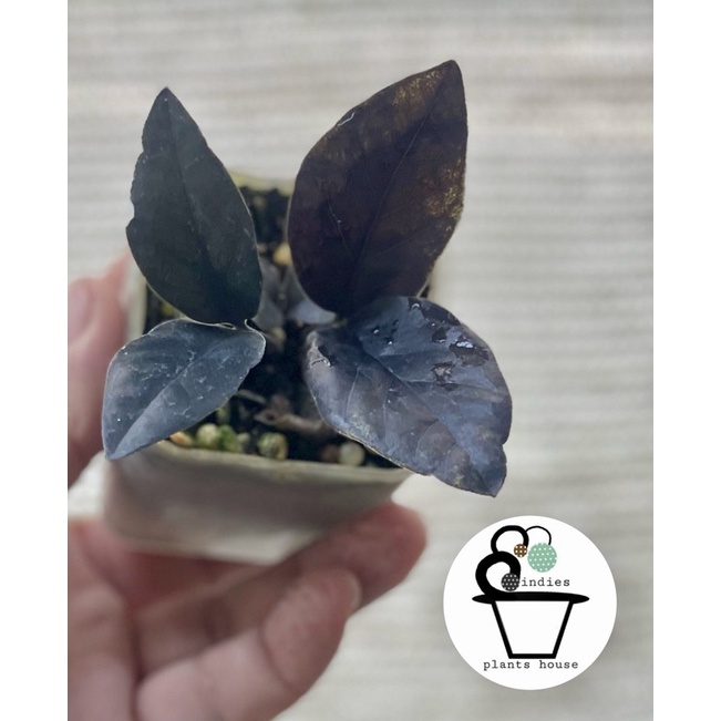 กวักมรกตแคระดำ zamioculcas zamiifolia black